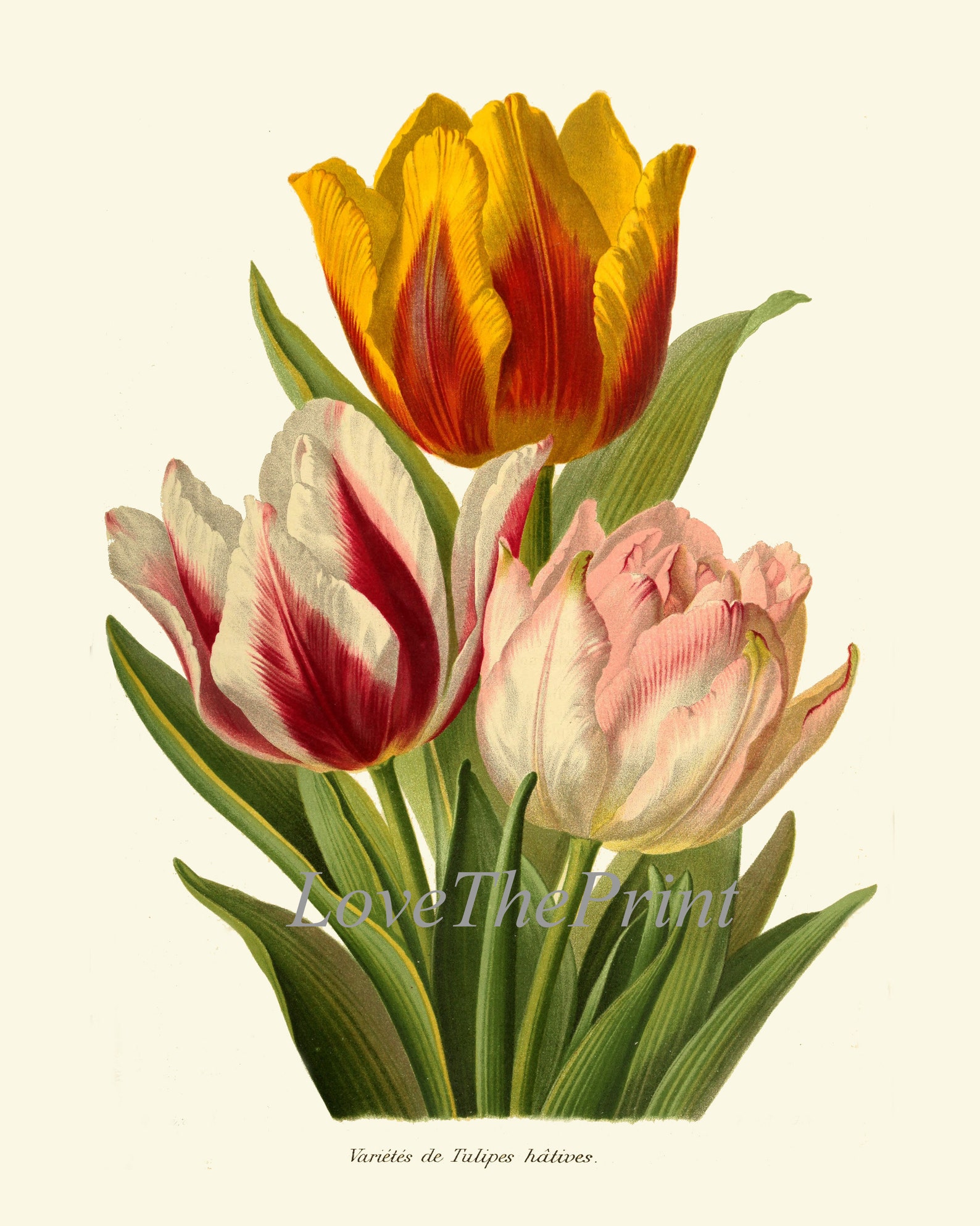 Botanical Wall Art Print IH869 Beautiful Antique Tulips Tulip Garden ...