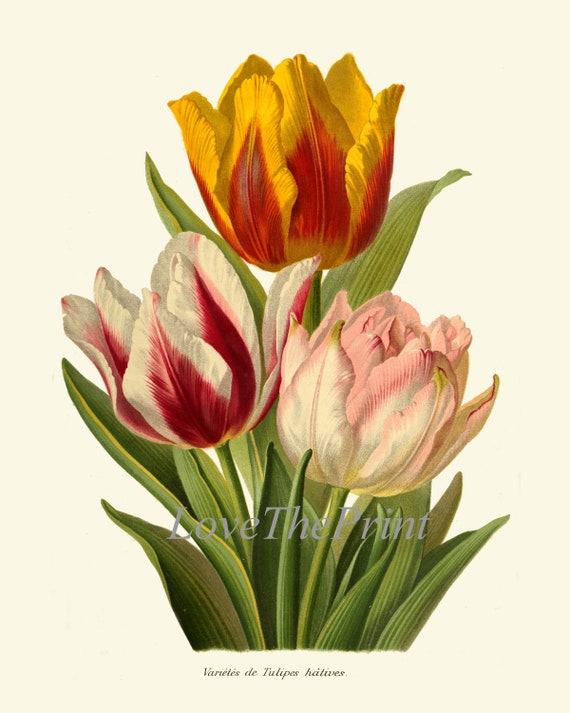 Botanical Wall Art Print IH869 Beautiful Antique Tulips Tulip