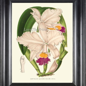 Orchid Flower Print Wall Art Botanical H441 Beautiful Antique White Pink Yellow Purple Flower Plant Tropical Home Wall Room Decor to Frame
