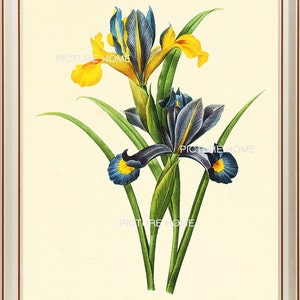 Iris Botanical Print 66 Beautiful 8X10 Antique Redoute Art Room Decoration Wall Art to Frame Garden Nature Summer Spring