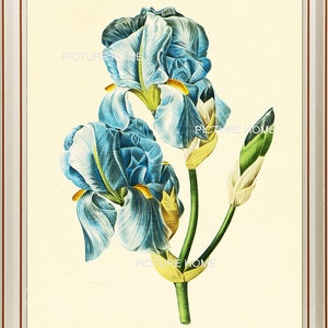 Blue Iris Botanical Print 67 Beautiful 8X10 Antique Redoute Art Room Decoration Wall Art to Frame Garden Nature Summer Spring