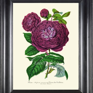 French Rose Flower Print H257 Burgundy Violet Purple Green Garden Plant Beautiful Antique Botanical Wall Art Home Decor Decoration to Frame