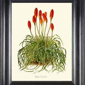 Red Torch Lily Botanical Wall Art Print IH910 Beautiful Antique Red Hot Poker Tropical Plant Chart Illustration Home Room Decor to Frame IH