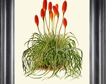 Red Torch Lily Botanical Wall Art Print IH910 Beautiful Antique Red Hot Poker Tropical Plant Chart Illustration Home Room Decor to Frame IH