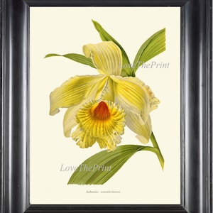 Botanical Print IH857 Beautiful Antique Yellow Sobralia Orchid Large Blooming Flower Tropical Nature Plant Wall Art Home Room Decor to Frame