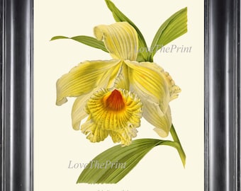 Botanical Print IH857 Beautiful Antique Yellow Sobralia Orchid Large Blooming Flower Tropical Nature Plant Wall Art Home Room Decor to Frame
