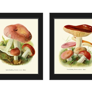 Mushrooms Botanical Print Wall Art Set of 2 Beautiful Antique Vintage Forest Nature Home Dining Room Kitchen Illustration Decor to Frame PDH