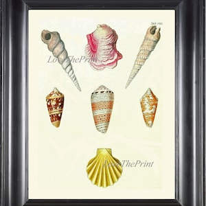 Seashell Print KN8 Wall Art Beautiful Antique Sea Ocean Shell Nautical Tropical Coastal Marine Caribbean Beach Cottage Home Decor to Frame