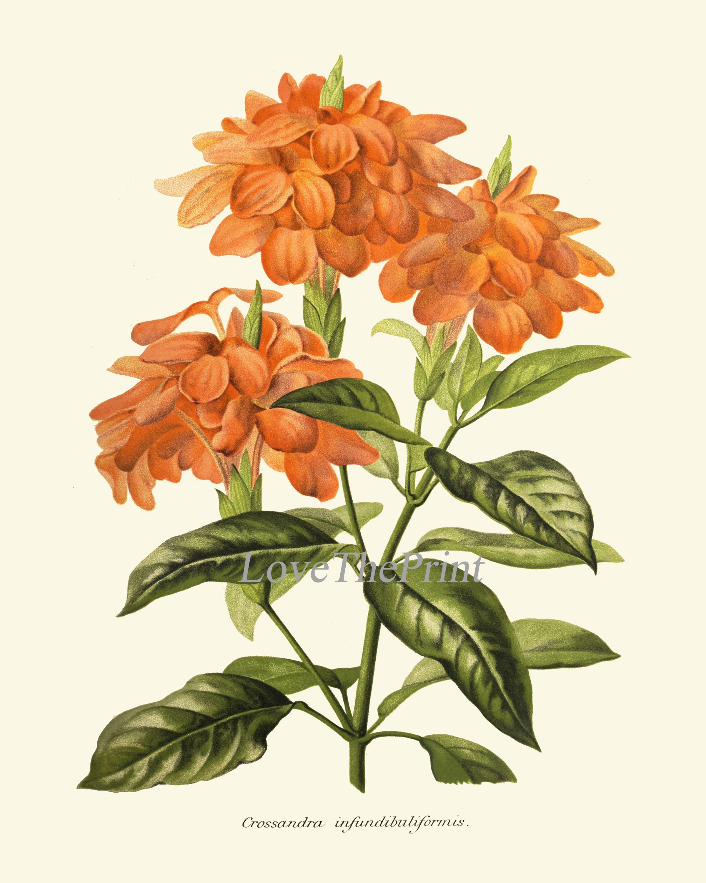 Botanical Print IH855 Beautiful Antique Crossandra