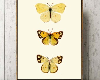 Yellow Butterfly Wall Art Chart Print Home Decor Beautiful Colorful Vintage Painting Drawing Interior Design Home Room Decor to Frame DFSN7