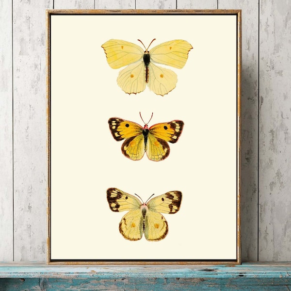 Yellow Butterfly Wall Art Chart Print Home Decor Beautiful Colorful Vintage Painting Drawing Interior Design Home Room Decor to Frame DFSN7