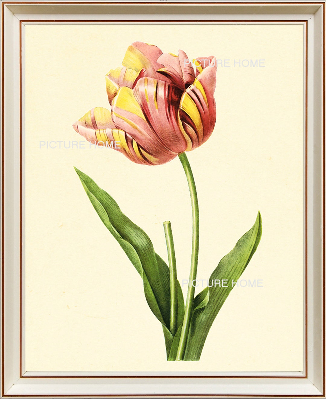 Tulip Botanical Print 179 Beautiful 8X10 Antique Redoute Art Room ...