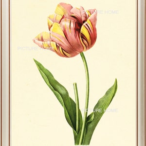 Tulip Botanical Print 179 Beautiful 8X10 Antique Redoute Art Room Decoration Wall Art to Frame Garden Nature Summer Spring