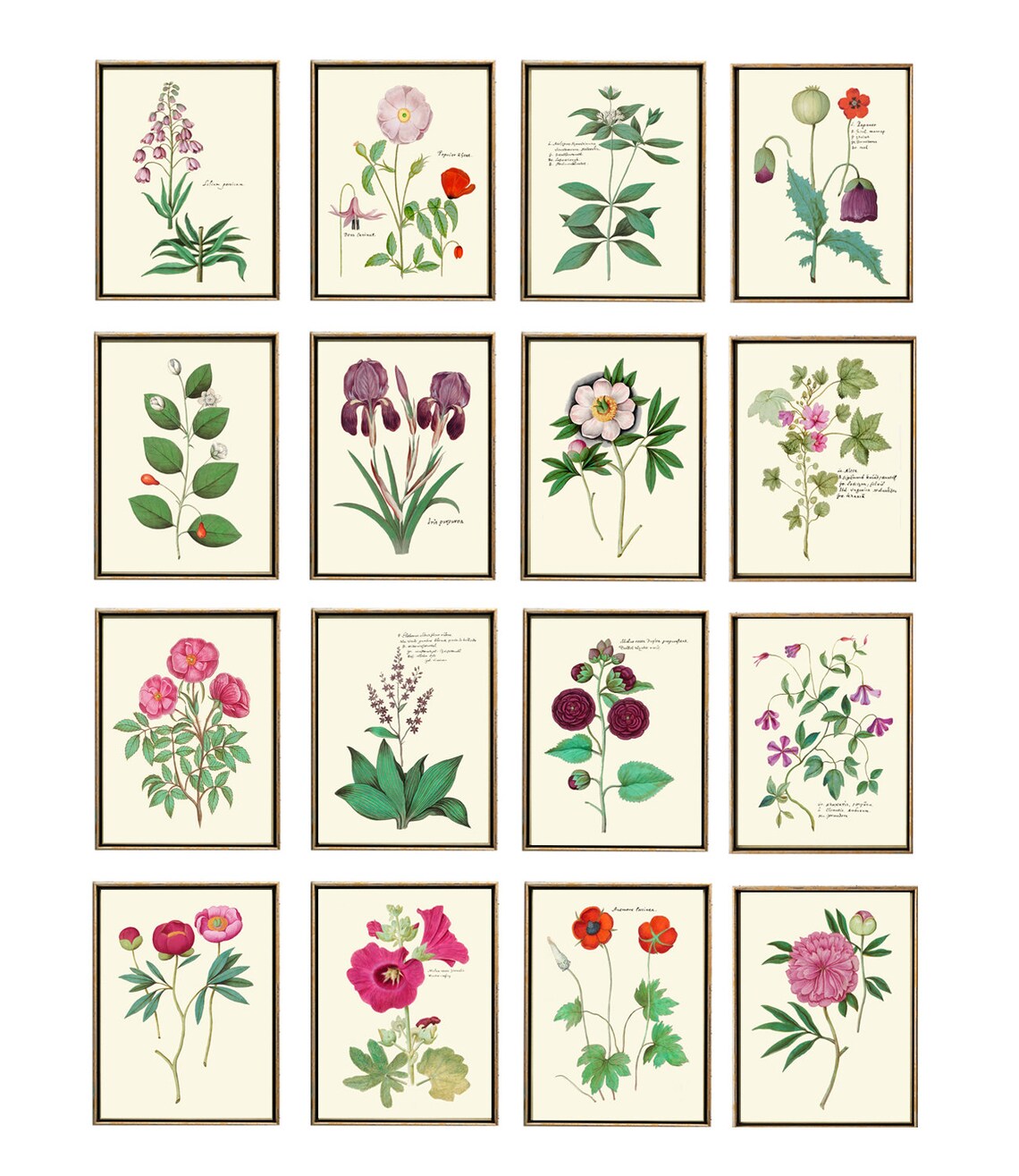 Iris Botanical Flower Wall Art Print AB50 Beautiful Antique Etsy