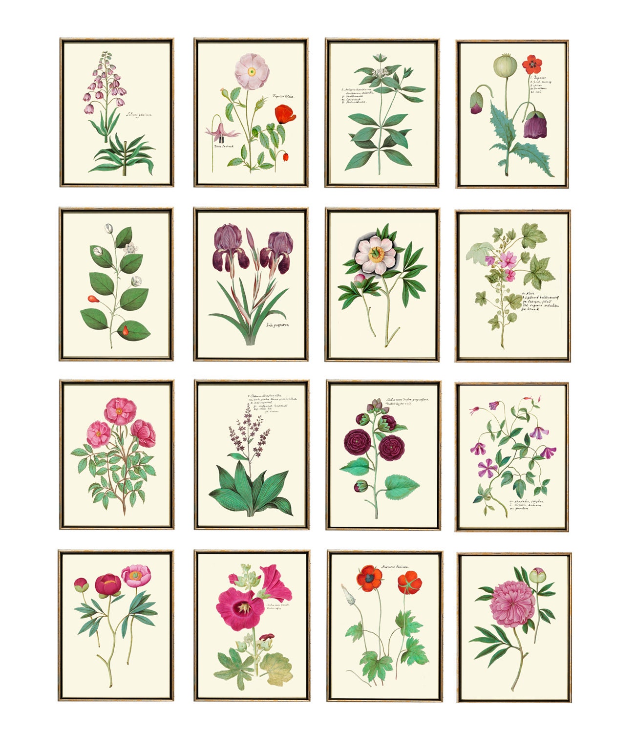 Pink Roses Botanical Wall Art Print ABD33 Beautiful Antique Vintage ...