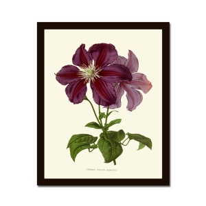 Purple Clematis Plant Botanical Print IH941 Beautiful Antique Garden Nature Home Room Wall Art Interior Design Decor Illustration to Frame