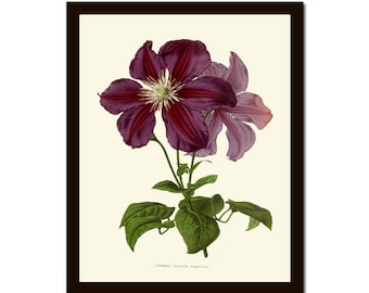 Purple Clematis Plant Botanical Print IH941 Beautiful Antique Garden Nature Home Room Wall Art Interior Design Decor Illustration to Frame