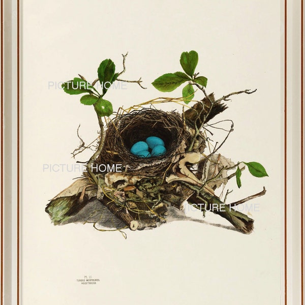 Bird Nest Eggs Print 22 Beautiful 8X10 Antique Art Room Decoration Wall Art to Frame Tree Branch Natural Science Forest Nature