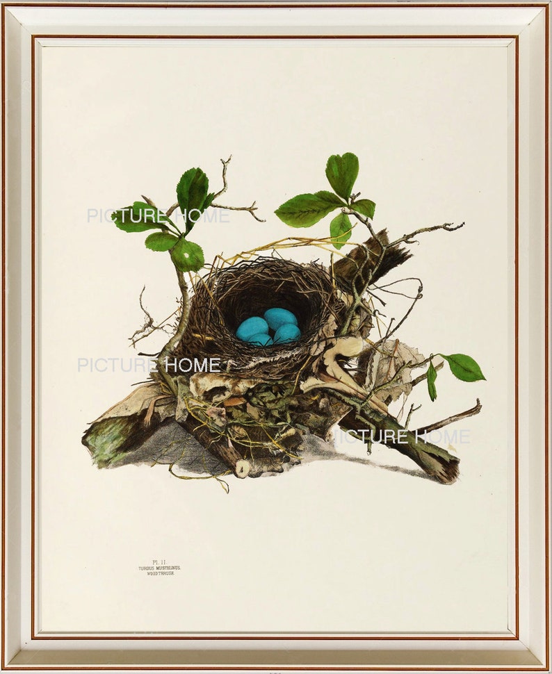 Bird Nest Eggs Print 22 Beautiful 8X10 Antique Art Room Decoration Wall Art to Frame Tree Branch Natural Science Forest Nature image 1