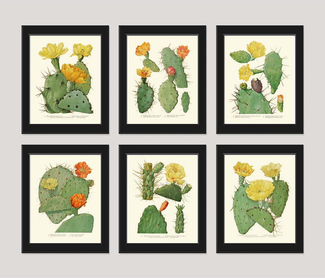 Cactus Flower Botanical Wall Art Print Set of 6 Prints Beautiful ...