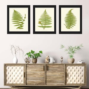 Green Fern Botanical Print Wall Art Set of 3 Antique Vintage Kitchen Dining Room Bedroom Nature Interior Design Home Decor to Frame EJL