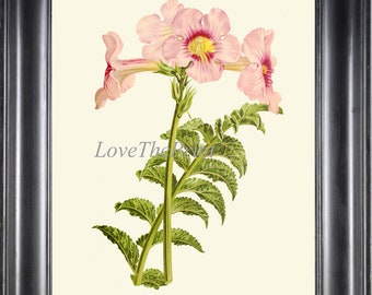 Botanical Wall Art Print IH837 Beautiful Antique Pink Hardy Gloxinia Flower Green Outdoor Garden Nature Home Room Decor Picture to Frame IH