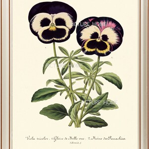 Botanical Print PANSIES H17 Beautiful 8X10 Antique Pansy Spring Garden Flower Art Room Decoration Wall Art to Frame