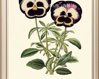 Botanical Print PANSIES H17 Beautiful 8X10 Antique Pansy Spring Garden Flower Art Room Decoration Wall Art to Frame