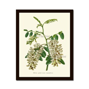 White Flowers Acacia Botanical Print IH943 Beautiful Antique Black Locust Tree Home Room Wall Art Interior Design Decor Picture to Frame
