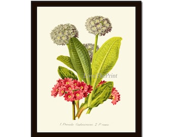 Primula Primrose Botanical Print IH928 Beautiful Antique Pink Green Flower Wall Art Home Dining Kitchen Bedroom Garden Decor to Frame
