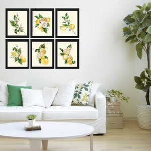Roses and Lemons Wall Art Print Set of 6 Beautiful Watercolor Fruit