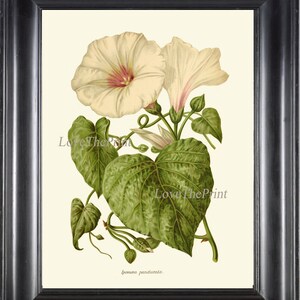 Botanical Print IH838 Beautiful Antique Vintage White Morning Glory Wildflower Wall Art Home Decor Interior Design Designer Gallery to Frame