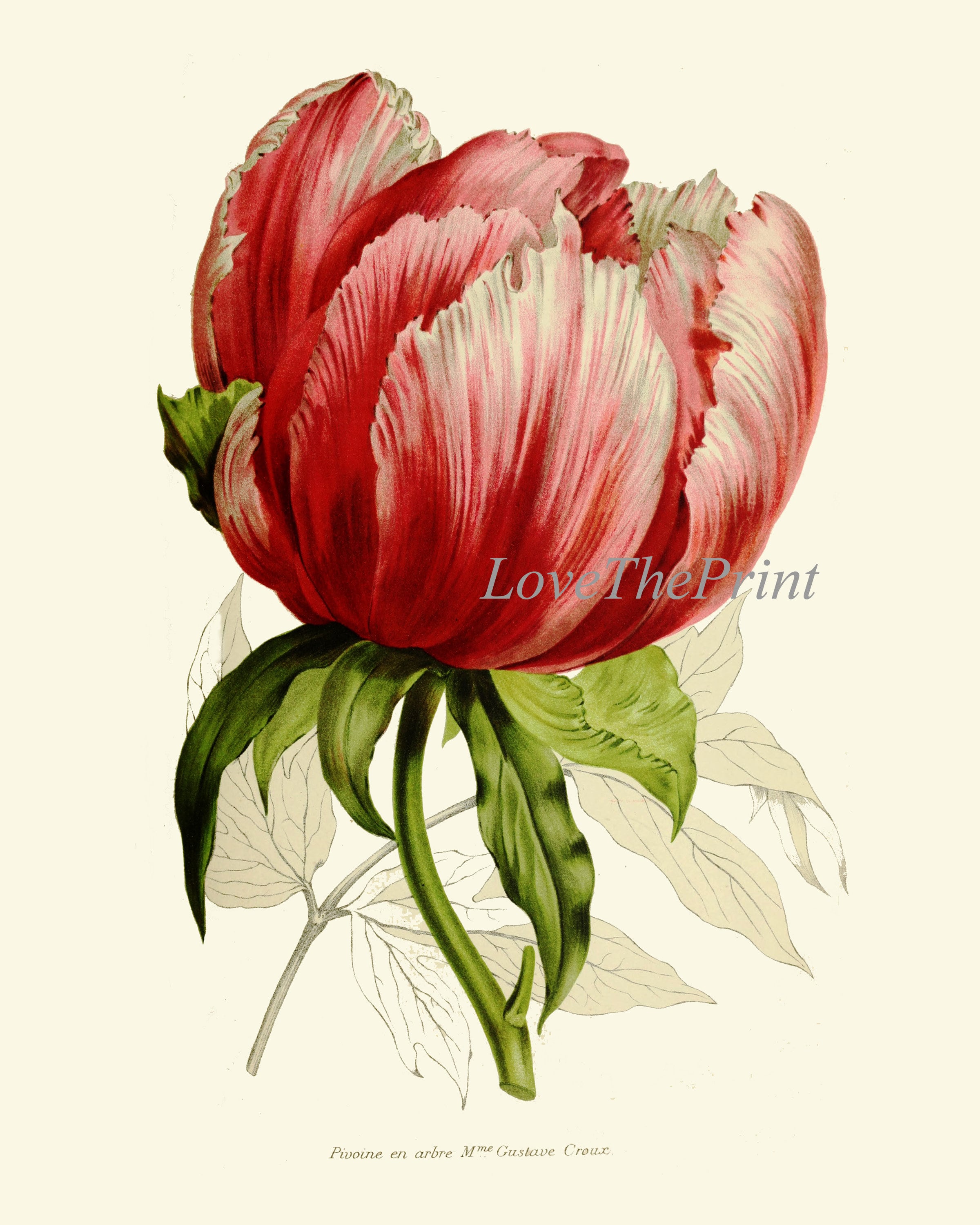 Large Tulip Botanical Wall Art Print IH787 Beautiful Antique Pink Red ...