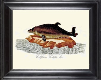 May include: A vintage illustration of a dolphin, depicted in a brown and grey colour scheme, resting on a rock with water waves in the background. The text "Delphinus Delphis. L." is written below the image.
