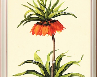 Botanical Print 33 Beautiful 8X10 Antique Redoute Orange Tropical Flower Art Room Decoration Wall Art to Frame Interior Design