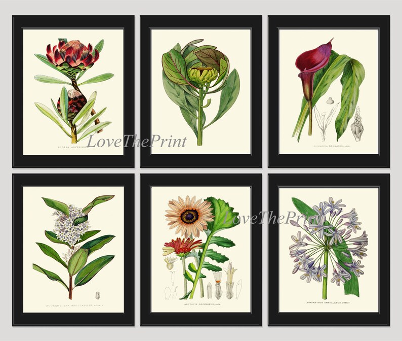 Botanical Wall Art Print Set of 6 Prints Beautiful Antique Etsy