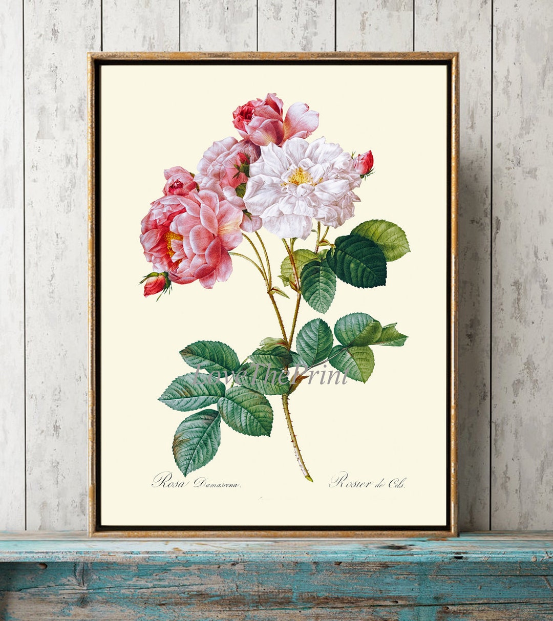Pink White Roses Botanical Wall Art Print LRR4 Beautiful Antique