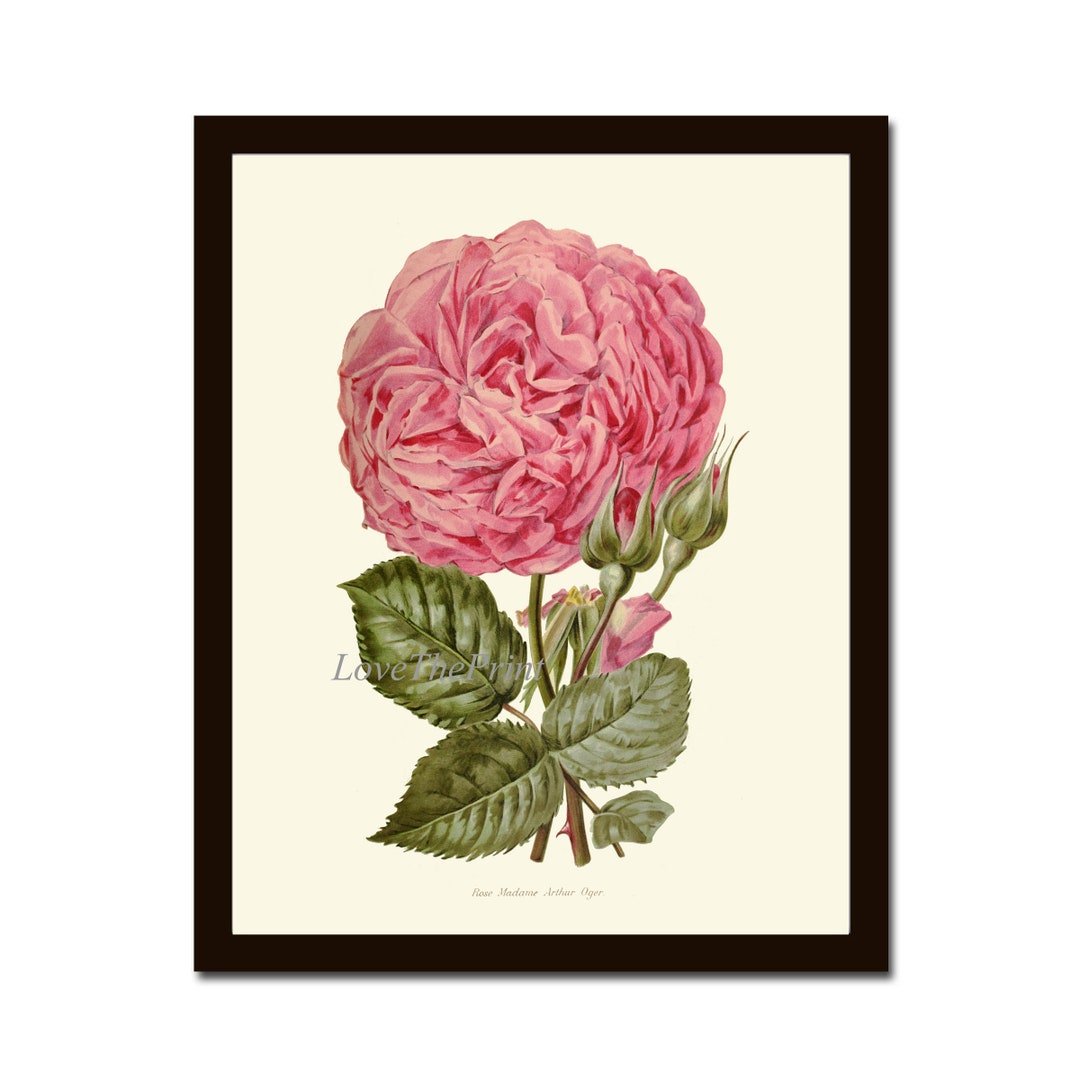 Pink Rose Botanical Wall Art Print IH777 Beautiful Antique Flower ...