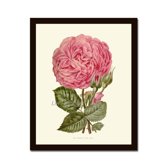 Pink Rose Botanical Wall Art Print IH777 Beautiful Antique | Etsy