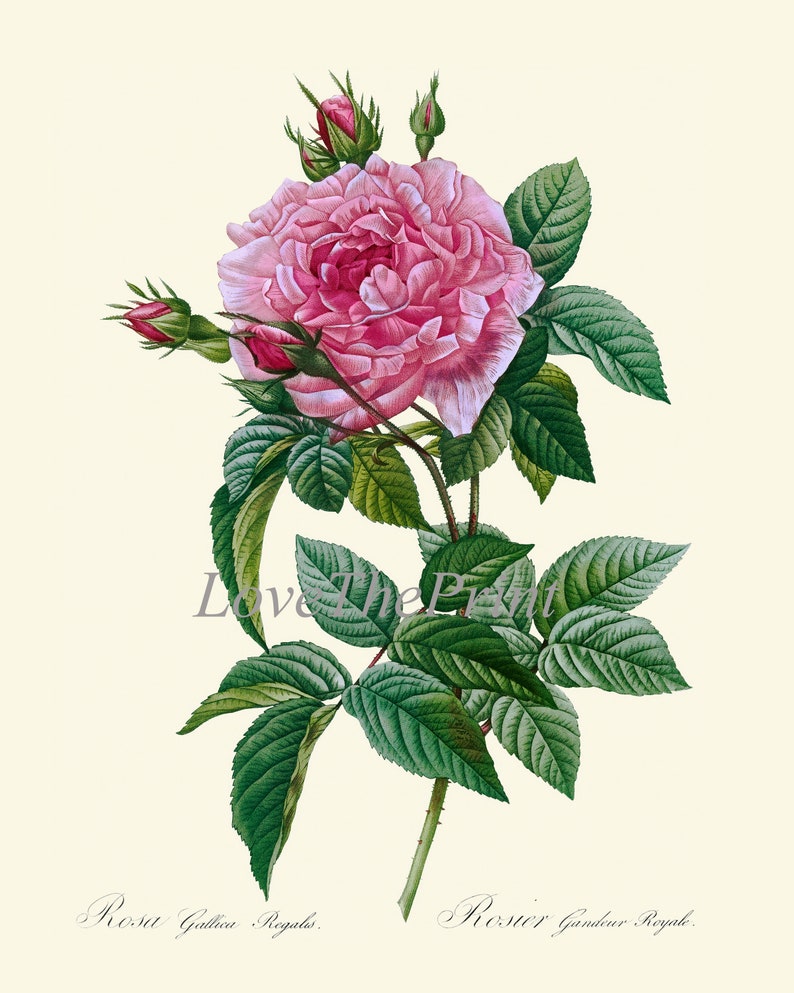 Pink Rose Botanical Wall Art Print LRR6 Beautiful Antique Garden Flower ...