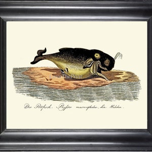 Puede incluir: Una ilustración vintage de un pez negro y verde con un hocico largo y una pequeña aleta en la espalda. El pez está acostado sobre una roca marrón con agua en el fondo. El texto "Der Pottfisch. Physeter macrocephalus, Lin.  Widohn." está impreso debajo de la imagen.