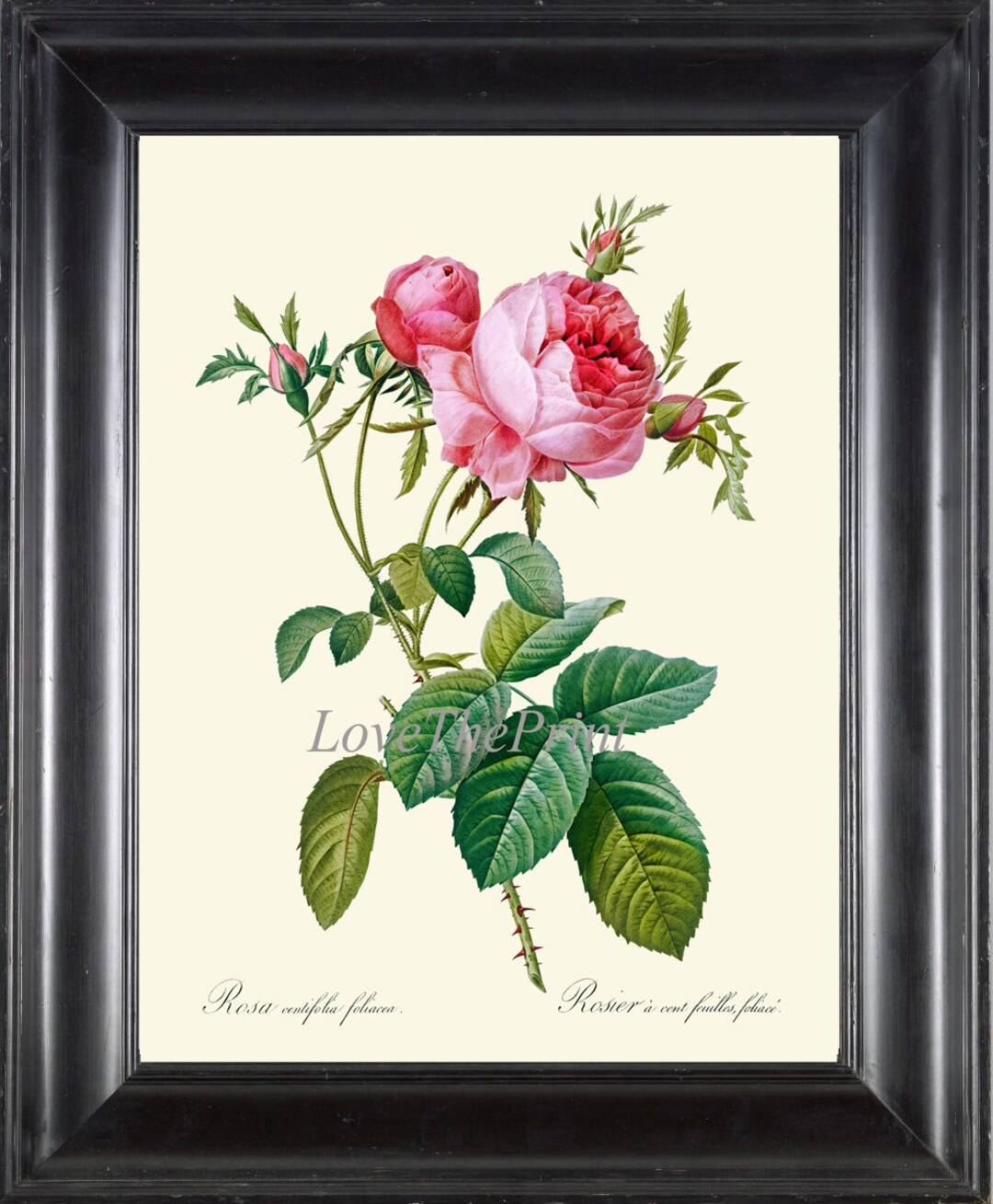 Pink Rose Botanical Wall Art Print LRR5 Beautiful Antique Large French ...