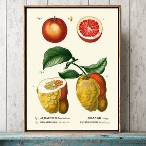 Zitrus-Frucht Druck Wandkunst TDA4 schöne antike botanische Diagramm rot Grapefruit Zitrone Illustration Küche Essen Home Room Dekor zum Rahmen