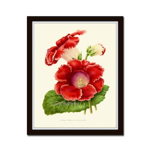 Gloxinia Flower Botanical Print IH625 Beautiful Antique Illustration Garden Plant Home Room Wall Art Decoration Interior Design to Frame