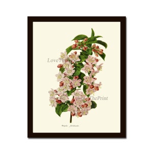 Pink White Flower Botanical Print IH948 Beautiful Antique Weigela Bush Plant Spring Green Nature Home Room Decor Wall Art Picture to Frame