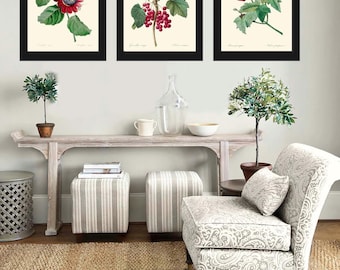 Conjunto de 3 arte de parede com estampa botânica de maracujá, groselha vermelha e malva, linda decoração vintage para sala de jantar, quarto e casa emoldurada EJL
