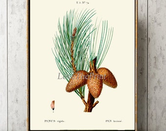 Pinecone impresión pared arte TDA24 hermoso pino botánico antiguo cono árbol rama invierno bosque verde al aire libre naturaleza home decor para estructura