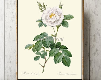 Blanco rosa flor botánica pared arte impresión LRR7 hermoso jardín francés antiguo casa habitación decoración interior diseño decoración para enmarcar