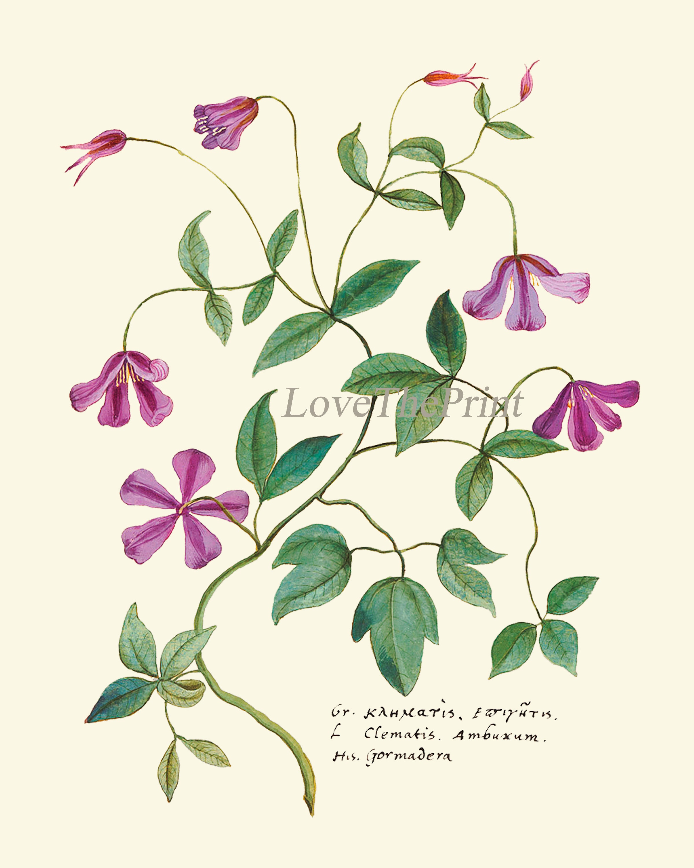 Botanical Wall Art Print ABD42 Beautiful Antique Clematis | Etsy