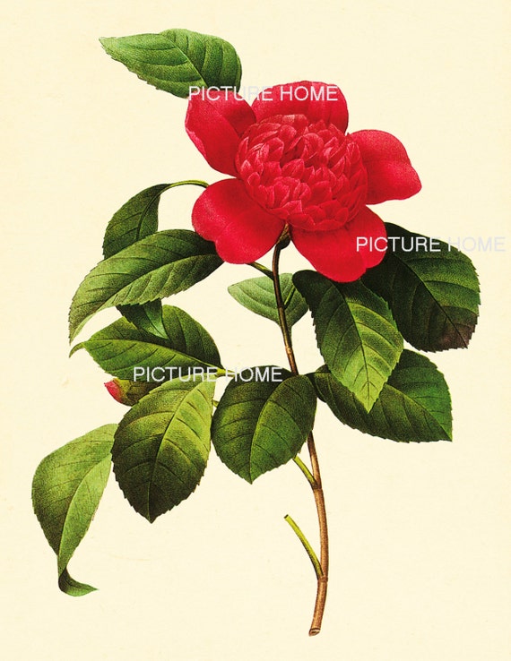 Buy Red Gardenia Botanical Print 17 Beautiful 8X10 Antique Redoute